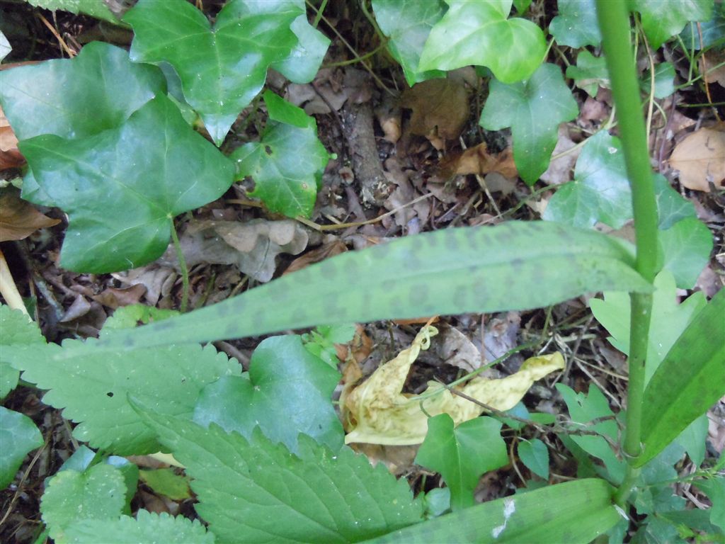 Lamiacea? No, Dactylorhiza fuchsii ?